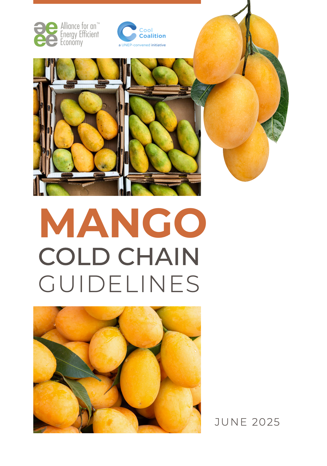 Mango Cold Chain Guidelines