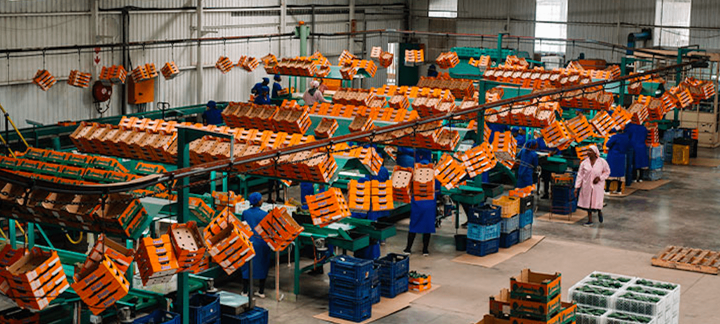 Case Study: South African fruit packing company implements CaaS