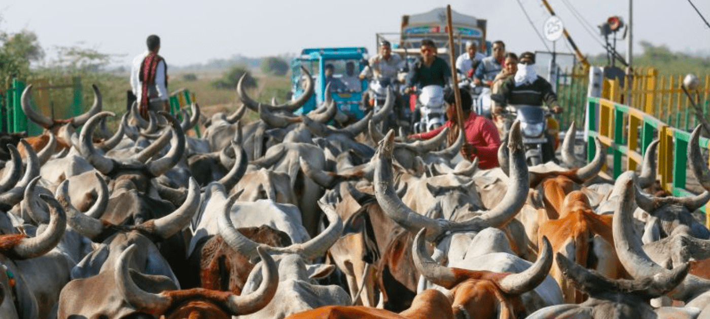 Reducing food loss and increasing farmers’ income: Supporting efficient, climate-friendly agricultural cold chain in India