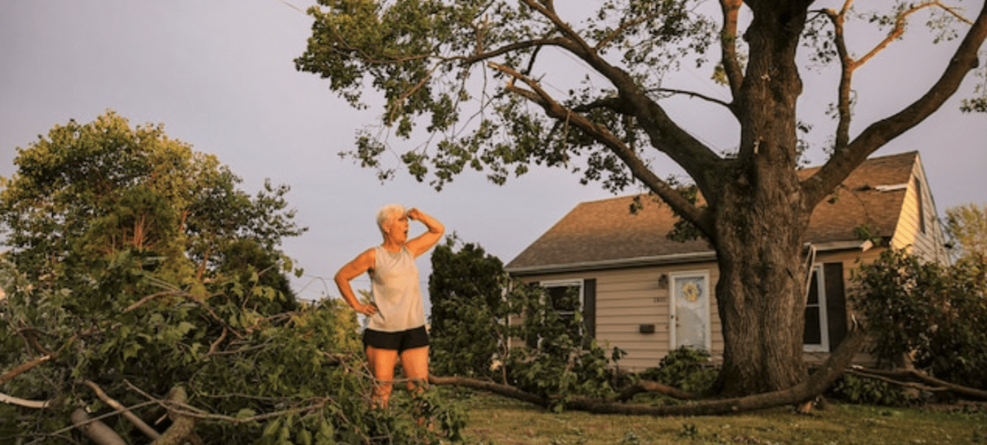 How one city plans to recover from losing most of its trees