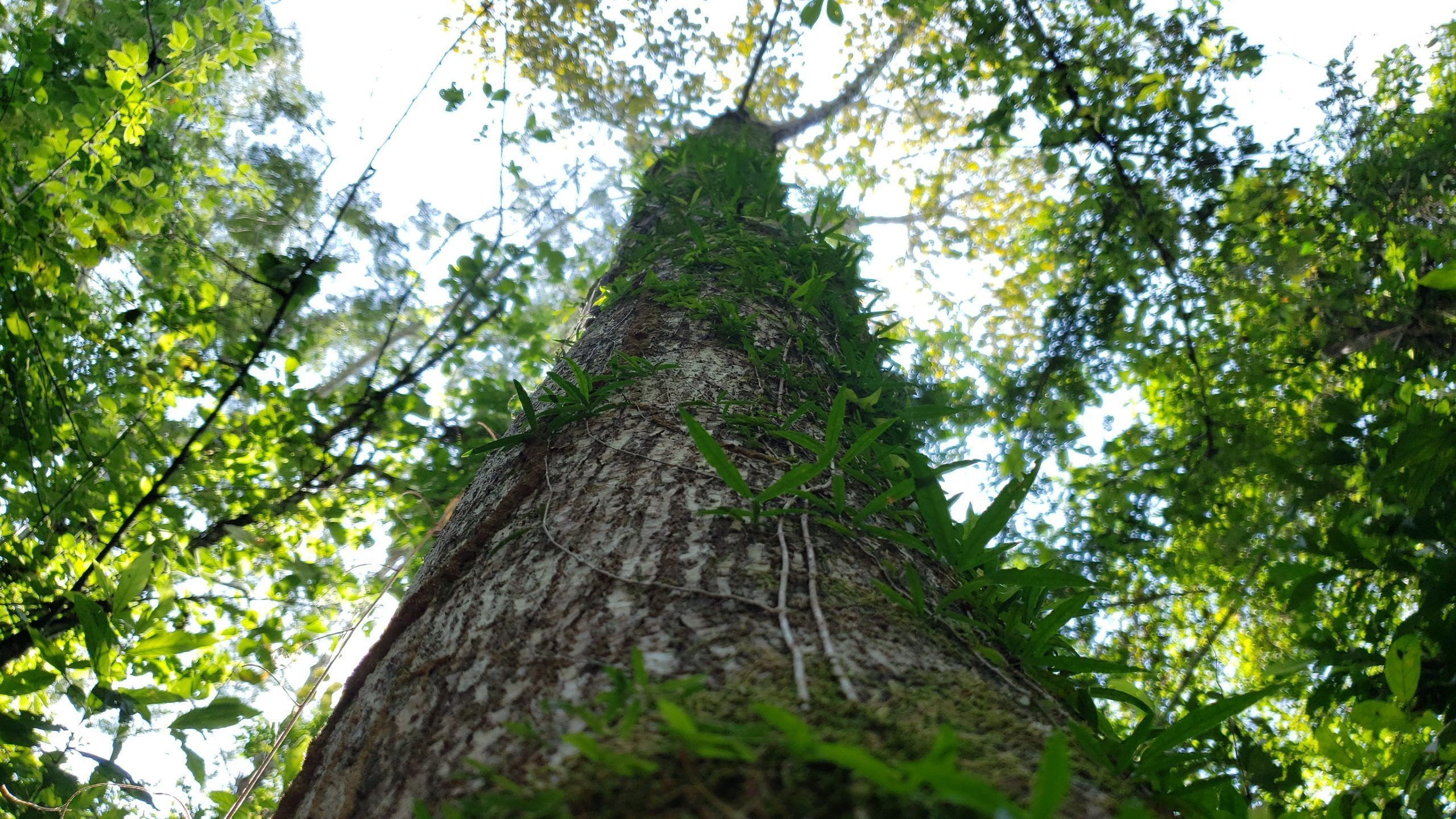 Forests' Climate-Cooling Effect Is Greater Than Previously Known