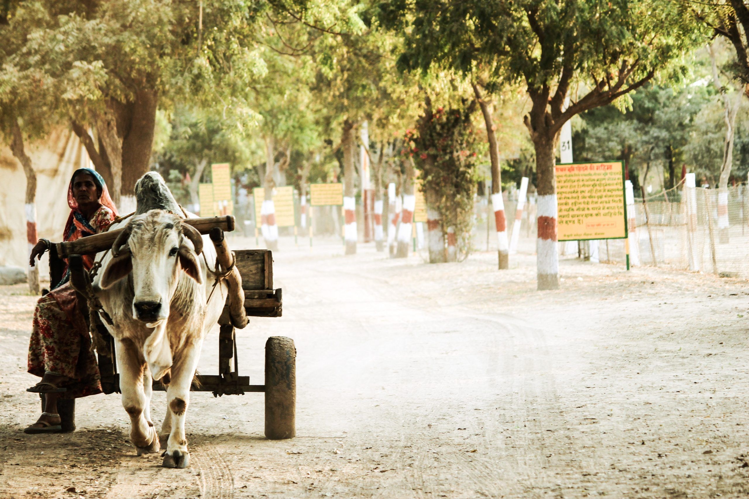India tries to adapt to extreme heat but is paying a heavy price